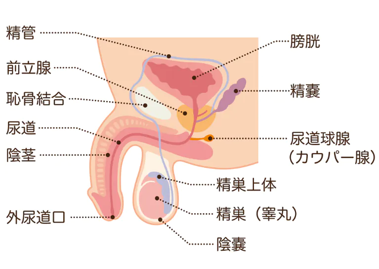 精巣上体炎とは