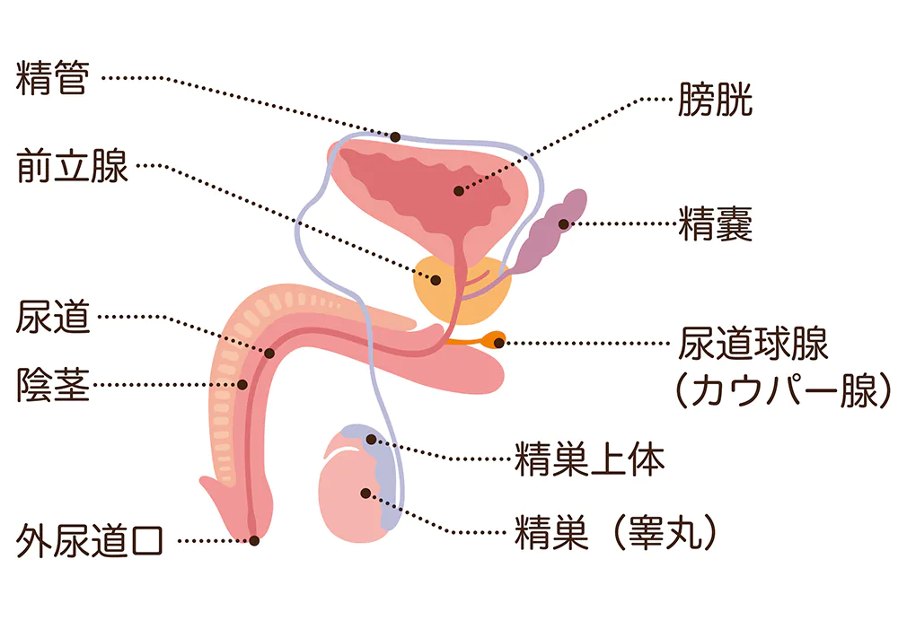 精巣がんの症状