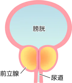 年とともに現れる｢前立腺肥大症｣とは