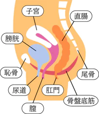 骨盤臓器脱