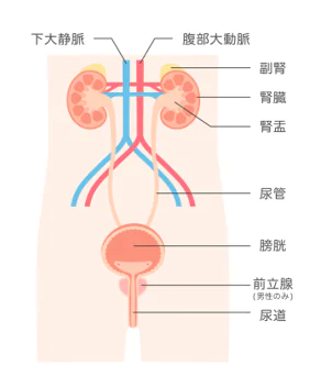 泌尿器科