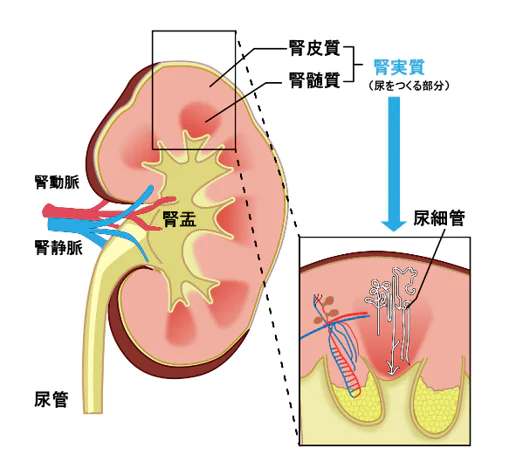 血尿