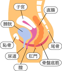 大人の夜尿症の原因